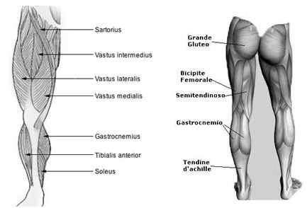 gambe-gluteo-vastolaterale-mediale-intermedio